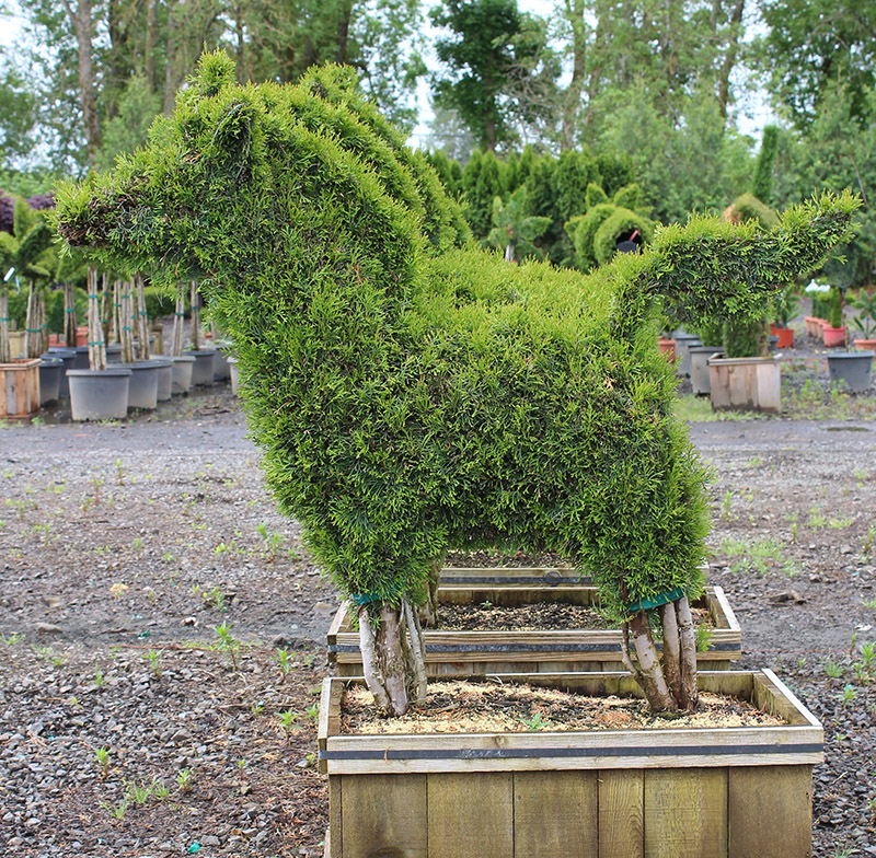 Live Thuja Boxed 4 Horse Topiary
